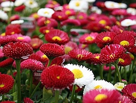 bellis_perennis