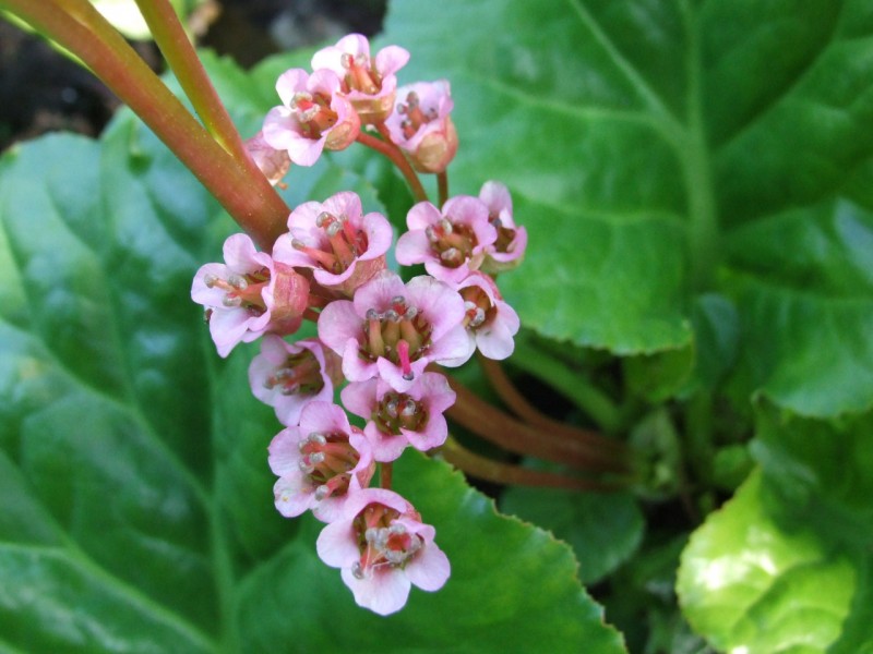 bergenia