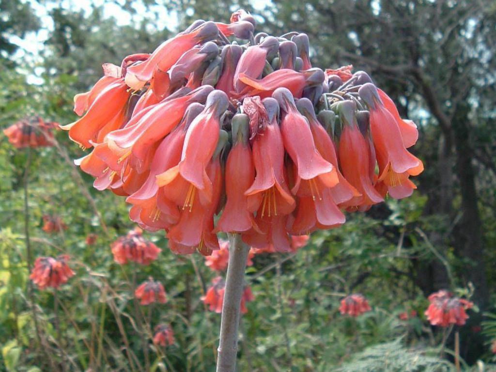 Kalanchoe daigremontiana