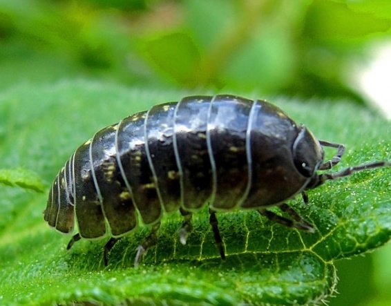 bicho-de-conta