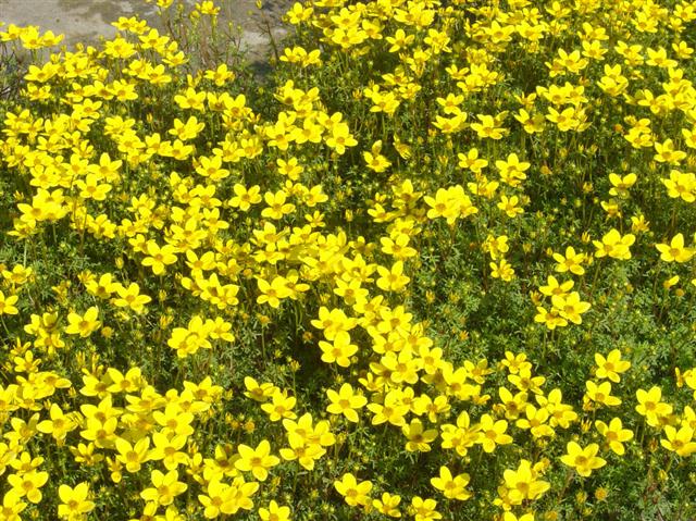 bidens sulphurea (Small)