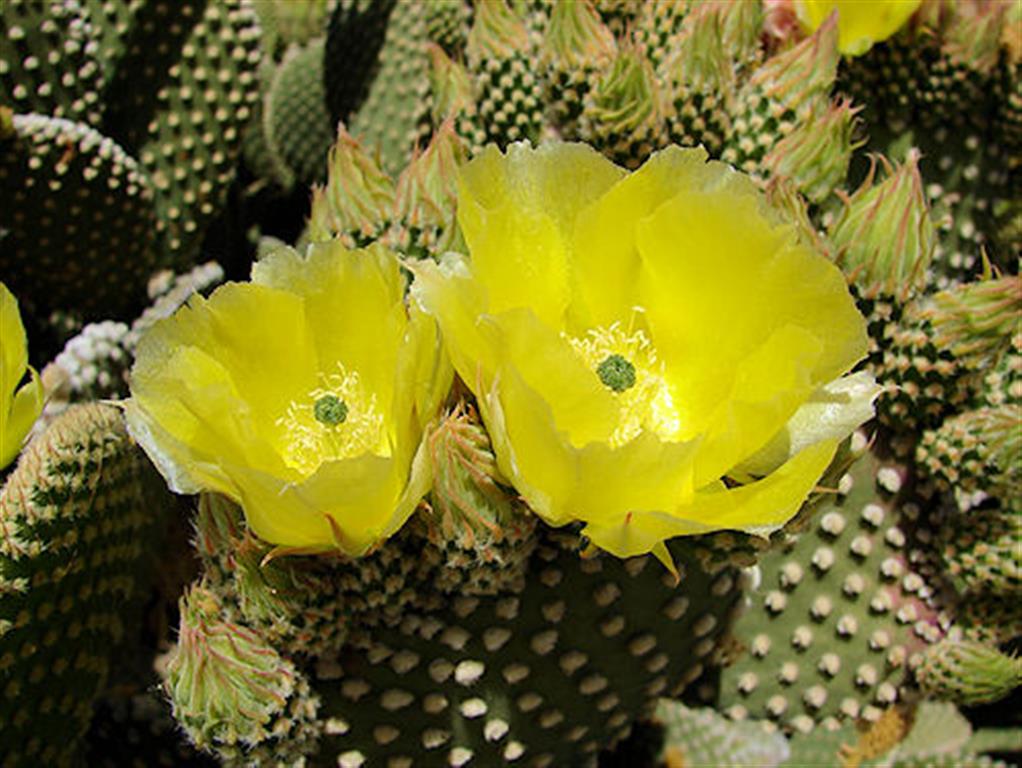 flores Opuntia microdasys