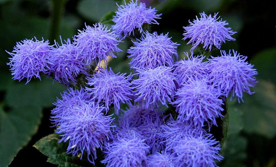 ageratum-houstonianum