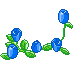 blue_roses