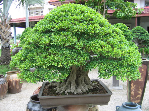 bonsai-