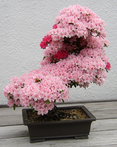 bonsai 1