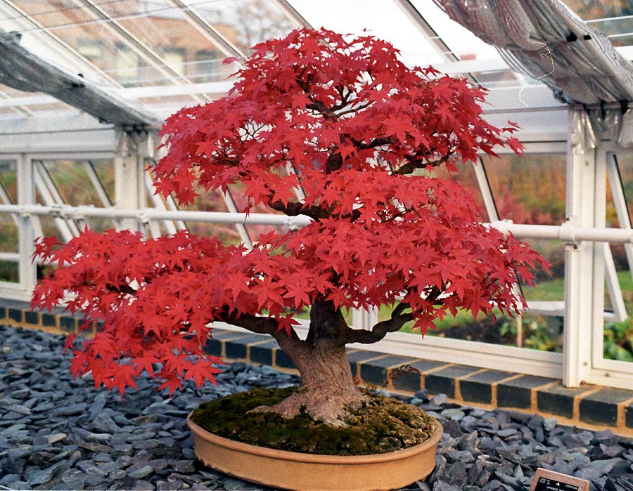 bonsai-acer-burgerianum