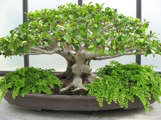 bonsai-arvore_ja