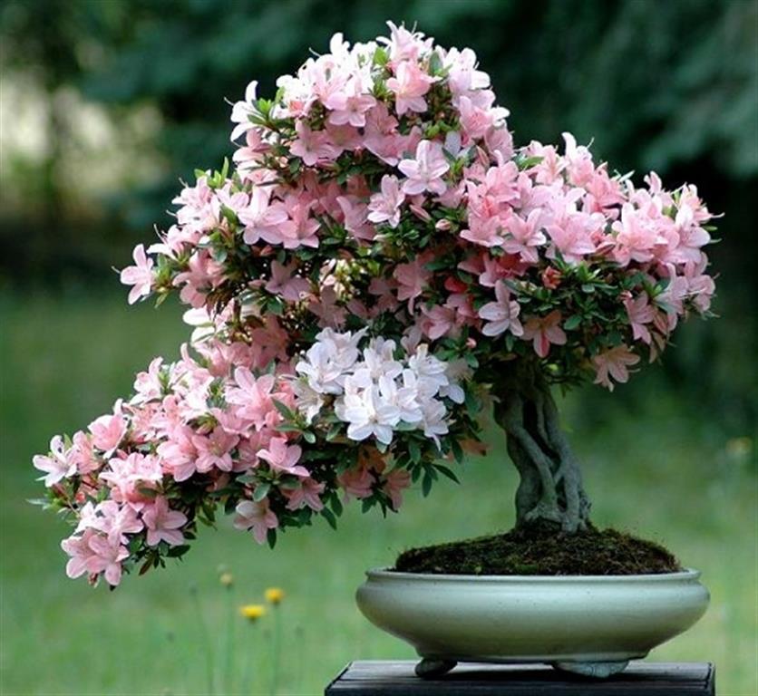 bonsai azaleia 