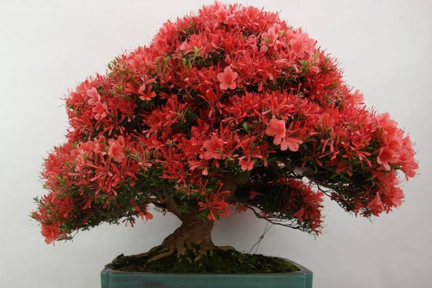 bonsai azaléia