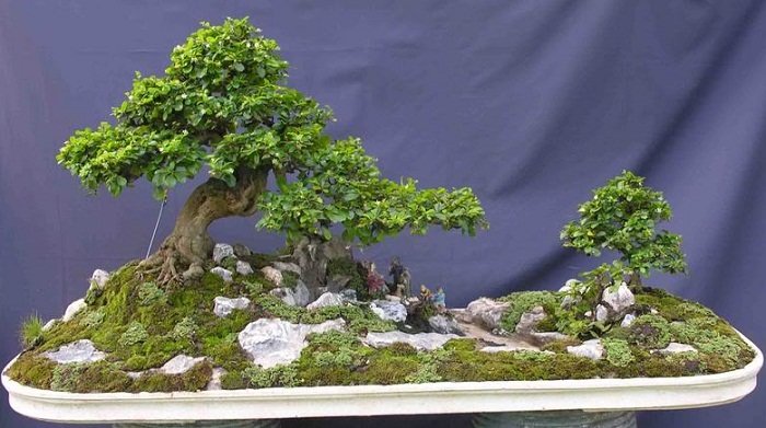 bonsai carmona