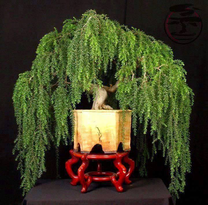 bonsai-chorao