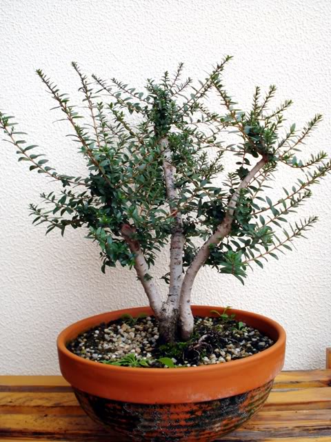 bonsai-de-murta