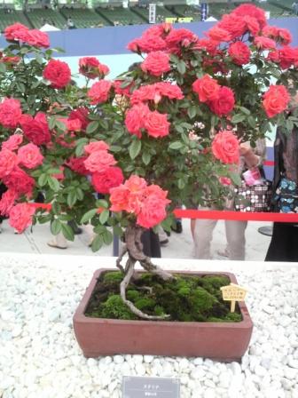 bonsai-de-roseira1