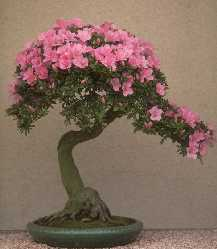 bonsai-flor