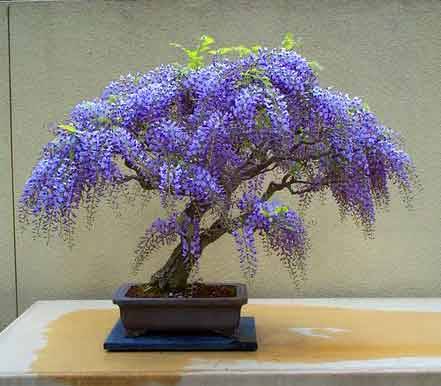 bonsai glicínia