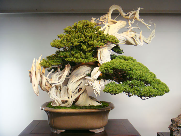 bonsai-junipeiro