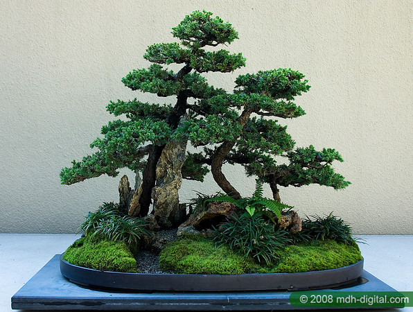 bonsai-saikei