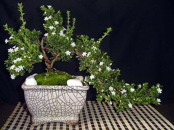 bonsai serissa