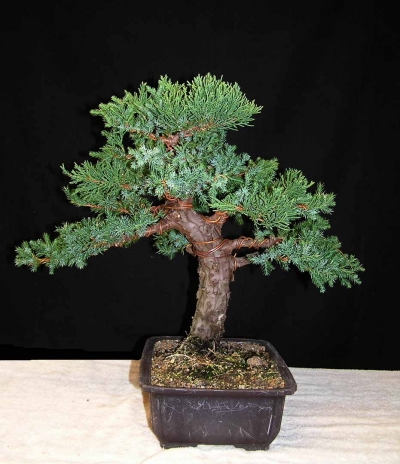 bonsai-t