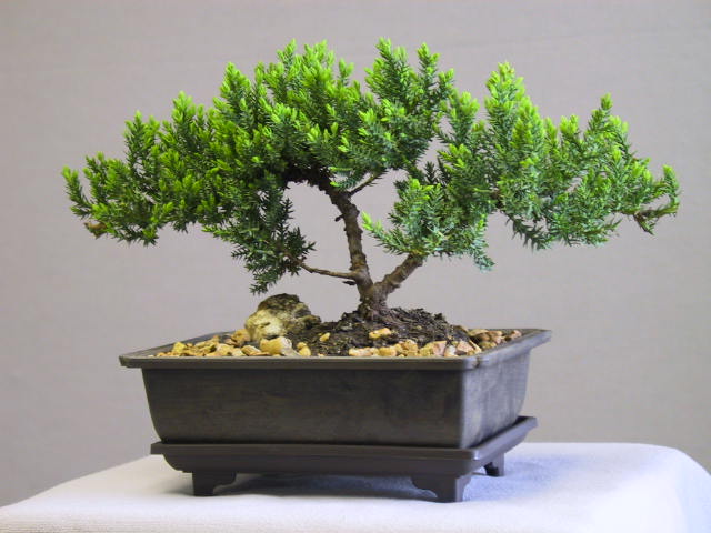 bonsai