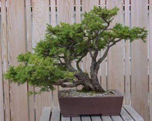 bonsai1