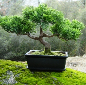 bonsai