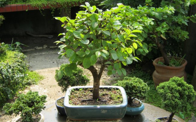 bonsai1