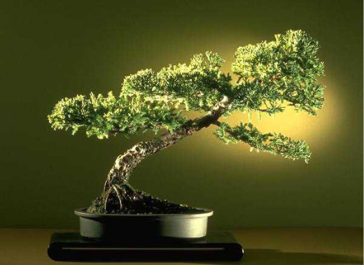 bonsai