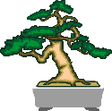 bonsai