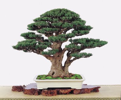 bonsai