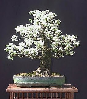 bonsai