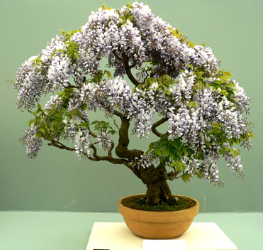 bonsai_2