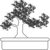 bonsai_chokan