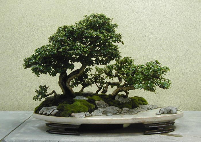 bonsai_original