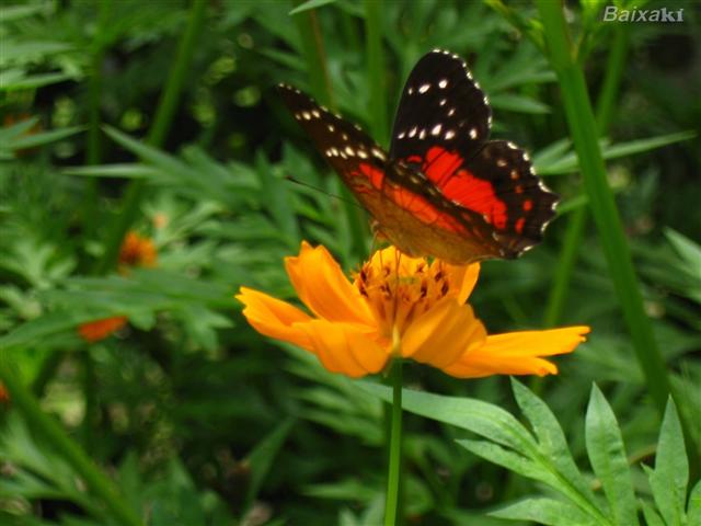 borboleta (Small)