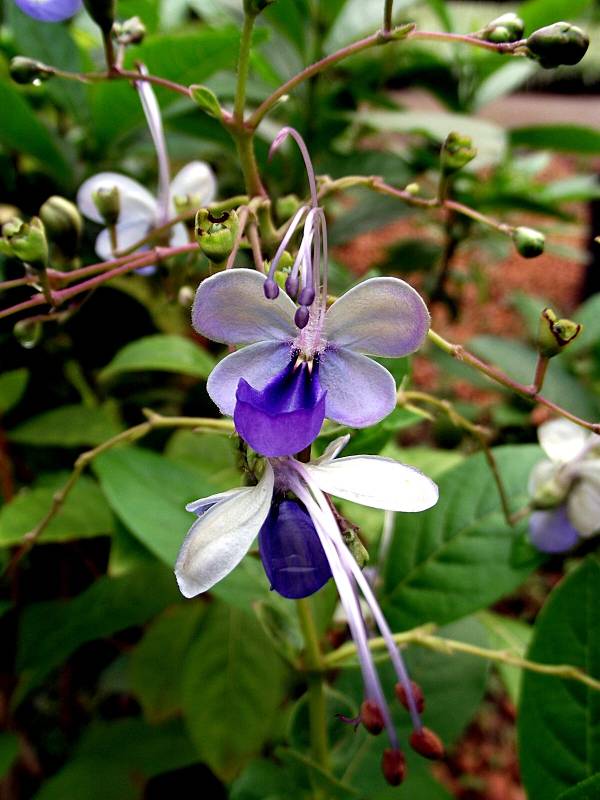 borboleta-azul-flor-2