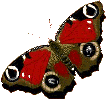 borboleta vermelha