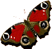 borboleta vermelha