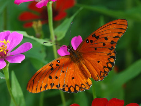 borboleta