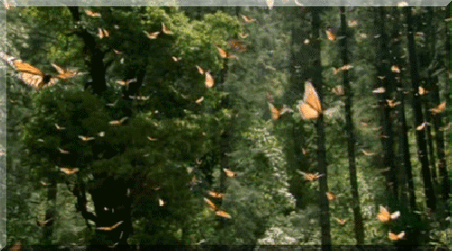 borboletas amarelas