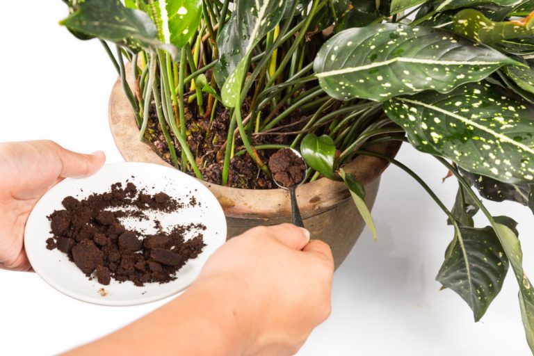 Spent grounded coffee applied onto potted plant as natural ferti