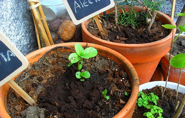 borras-café-plantas-fertilizantes