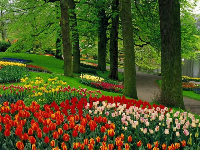 bosque de tulipas