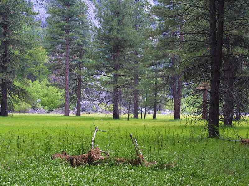 bosque