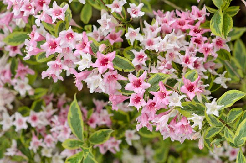 weigela