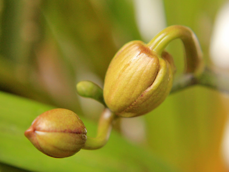 botões de orquídeas