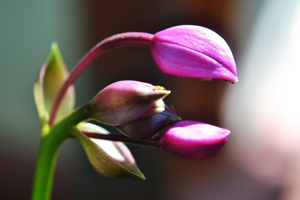 botões de flores