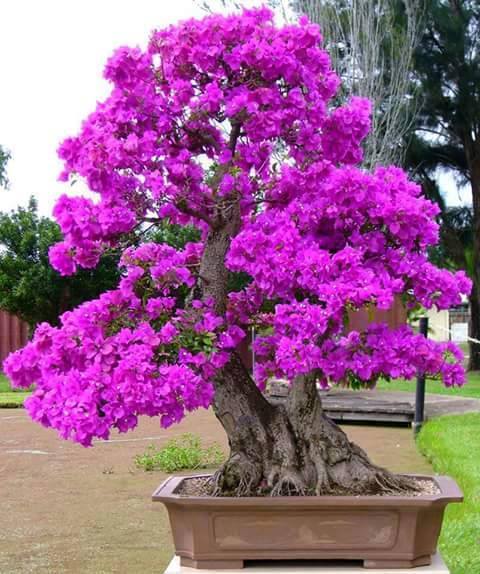 bougainville rosa