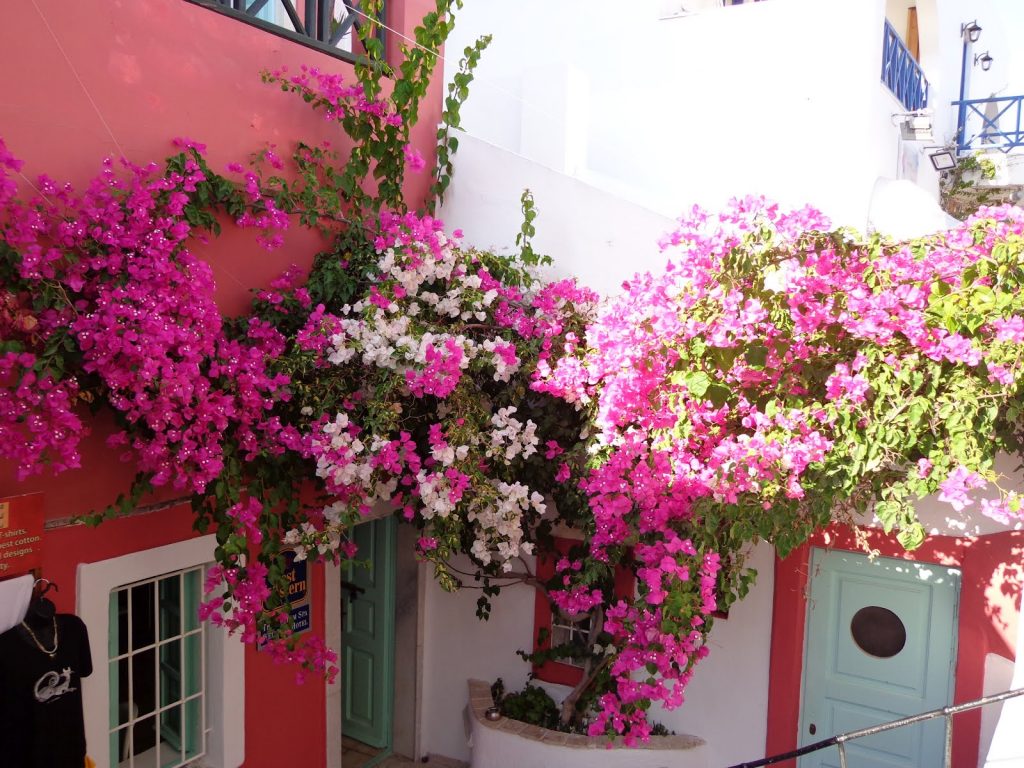 bougainville